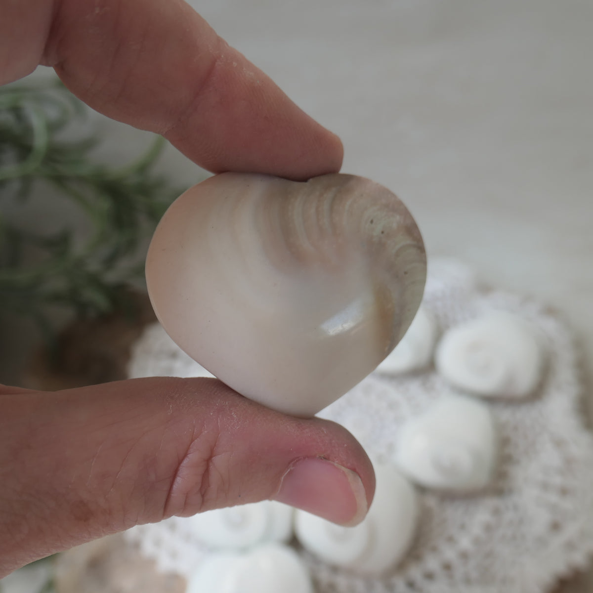 Polished heart-shaped Shiva Eye Shell