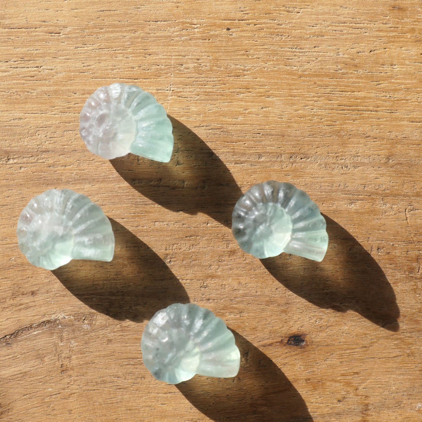 Fluorite Nautilus Shell - mini
