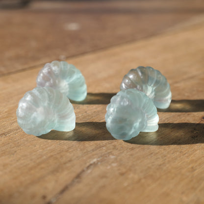Fluorite Nautilus Shell - mini
