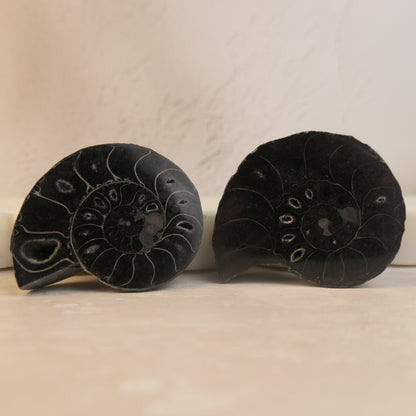 Black Ammonite Pairs with druzy pockets - choose your pair
