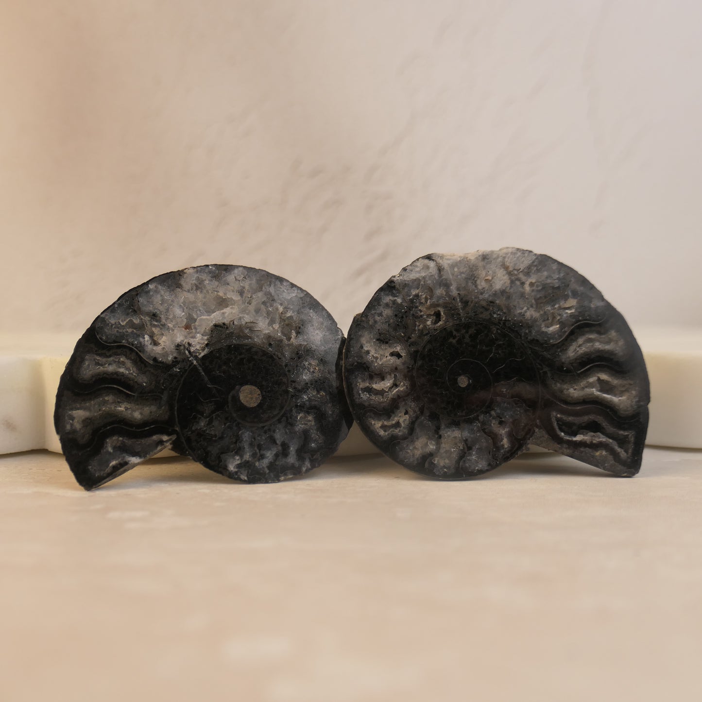 Black Ammonite Pairs with druzy pockets - choose your pair