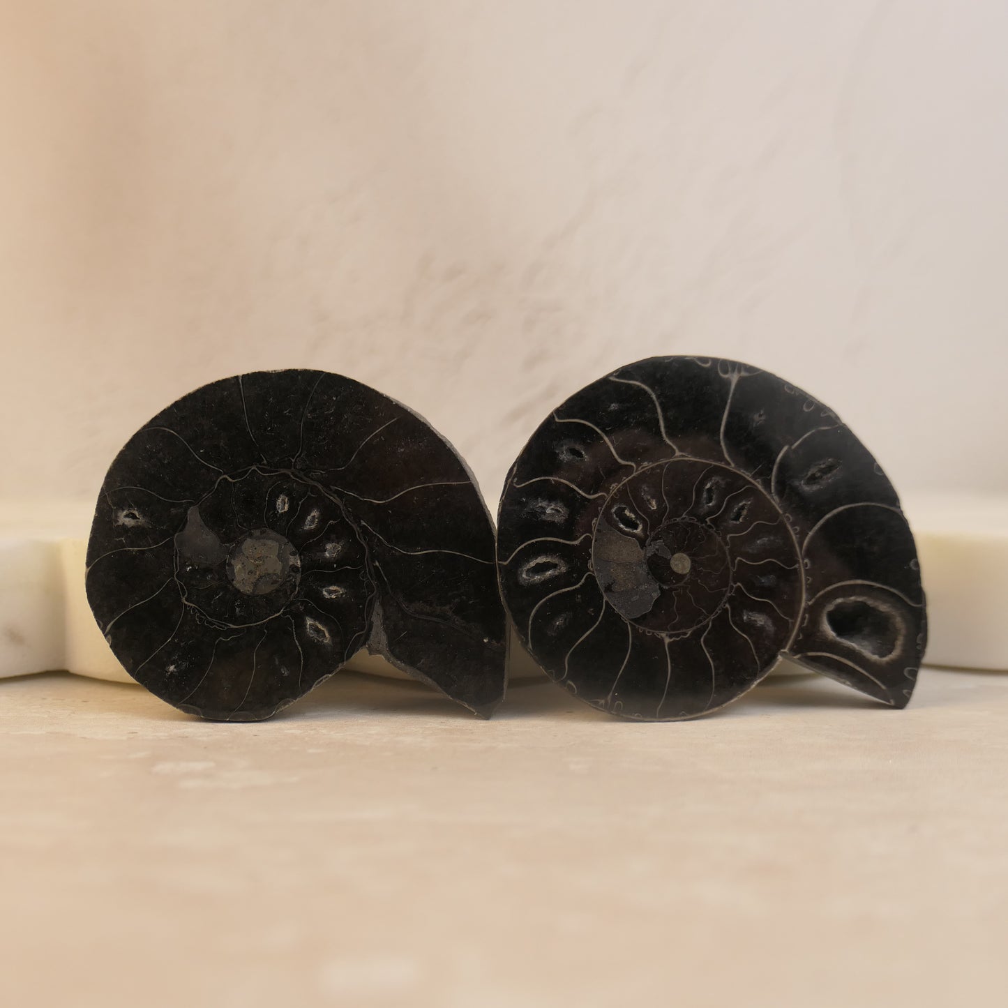 Black Ammonite Pairs with druzy pockets - choose your pair