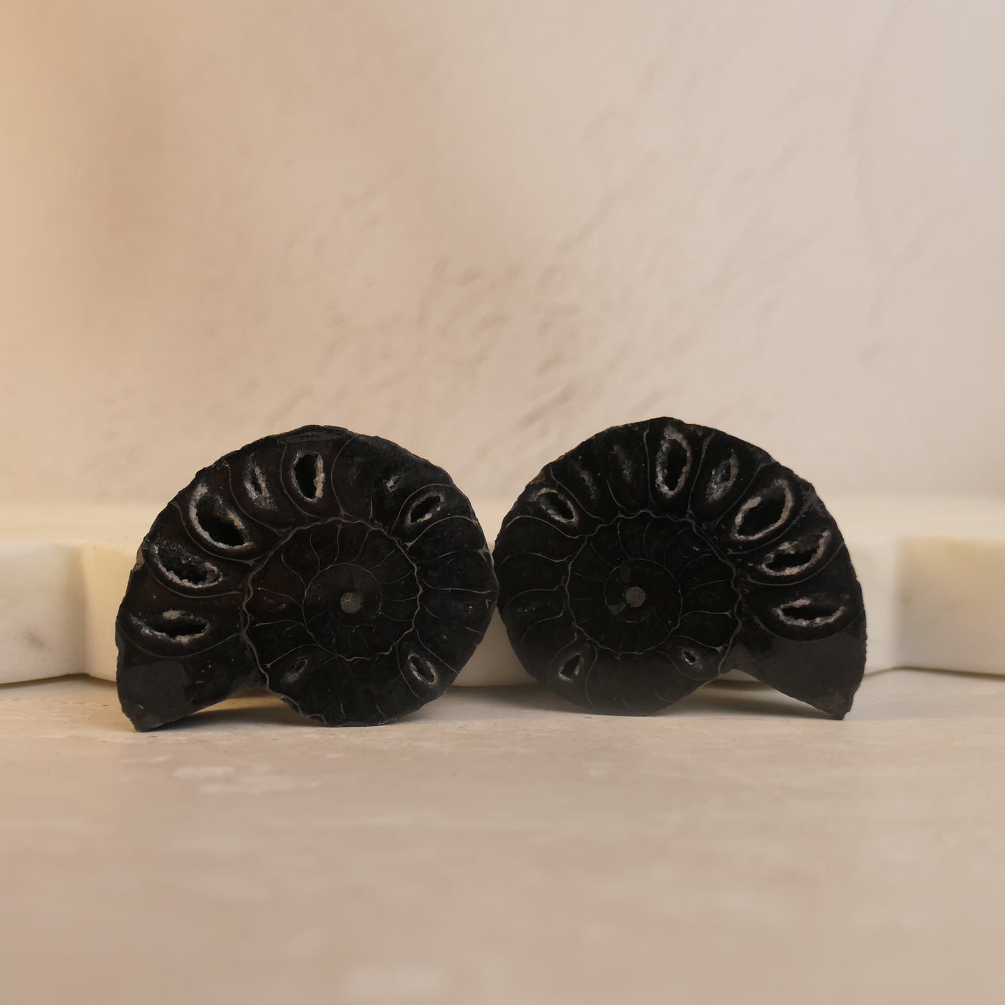Black Ammonite Pairs with druzy pockets - choose your pair