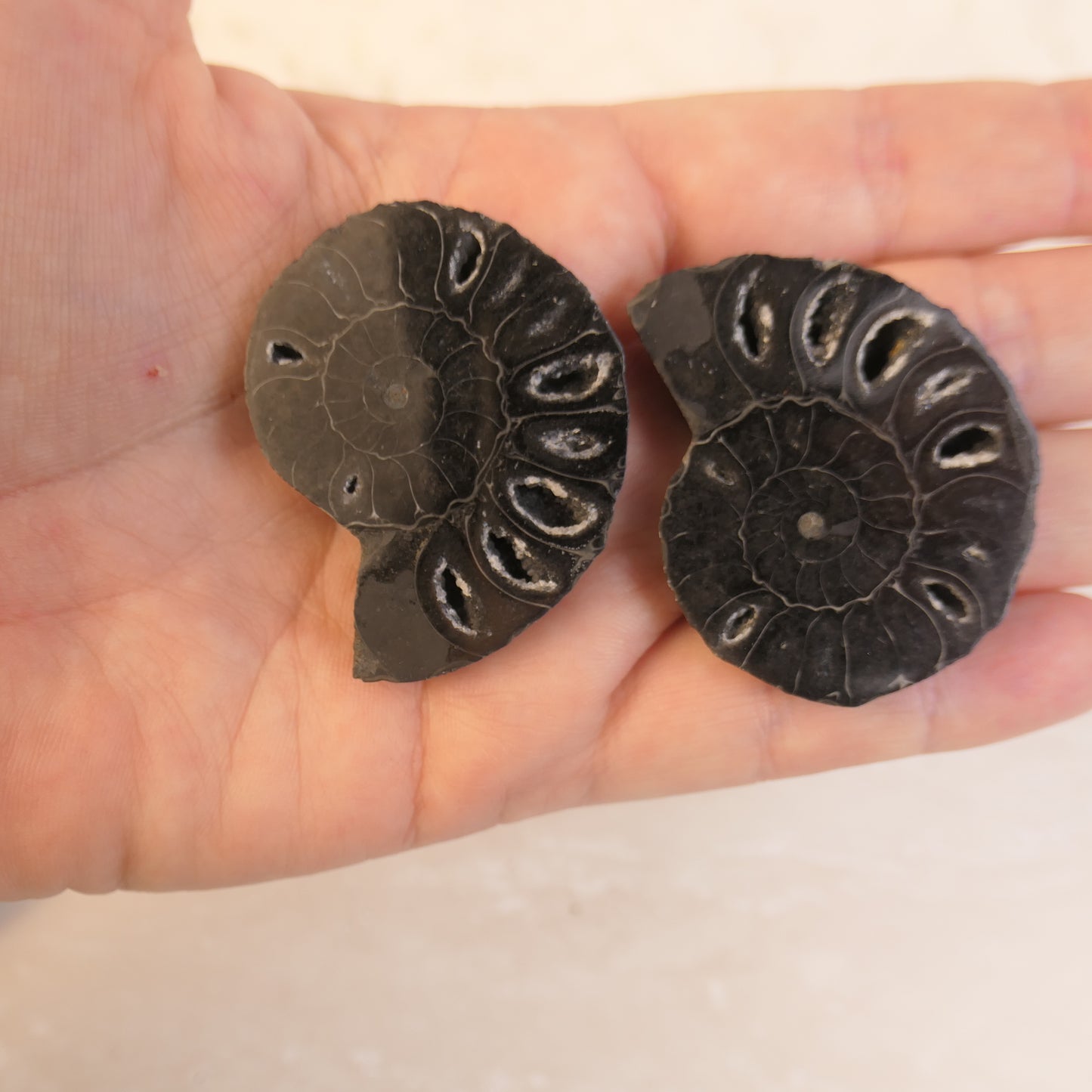 Black Ammonite Pairs with druzy pockets - choose your pair