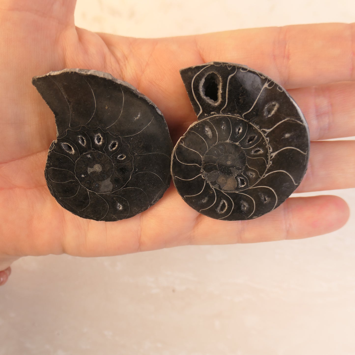 Black Ammonite Pairs with druzy pockets - choose your pair
