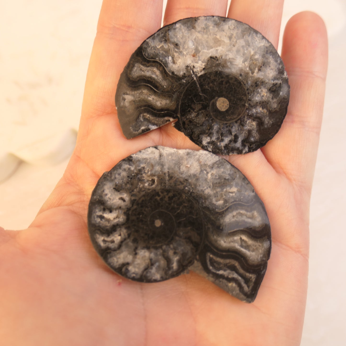 Black Ammonite Pairs with druzy pockets - choose your pair