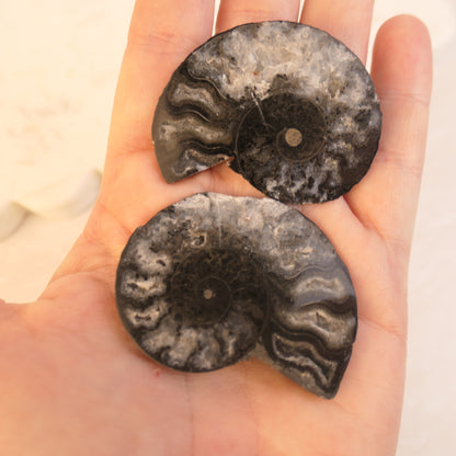 Black Ammonite Pairs with druzy pockets - choose your pair
