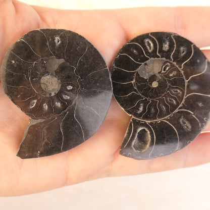 Black Ammonite Pairs with druzy pockets - choose your pair