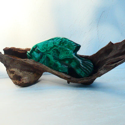 Malachite Fish