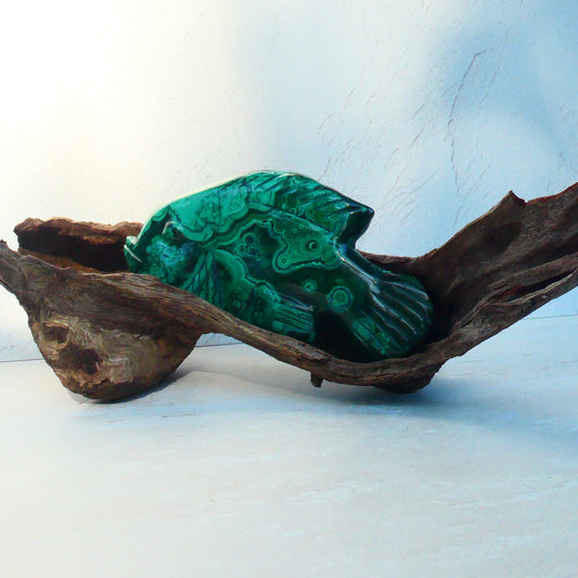 Malachite Fish