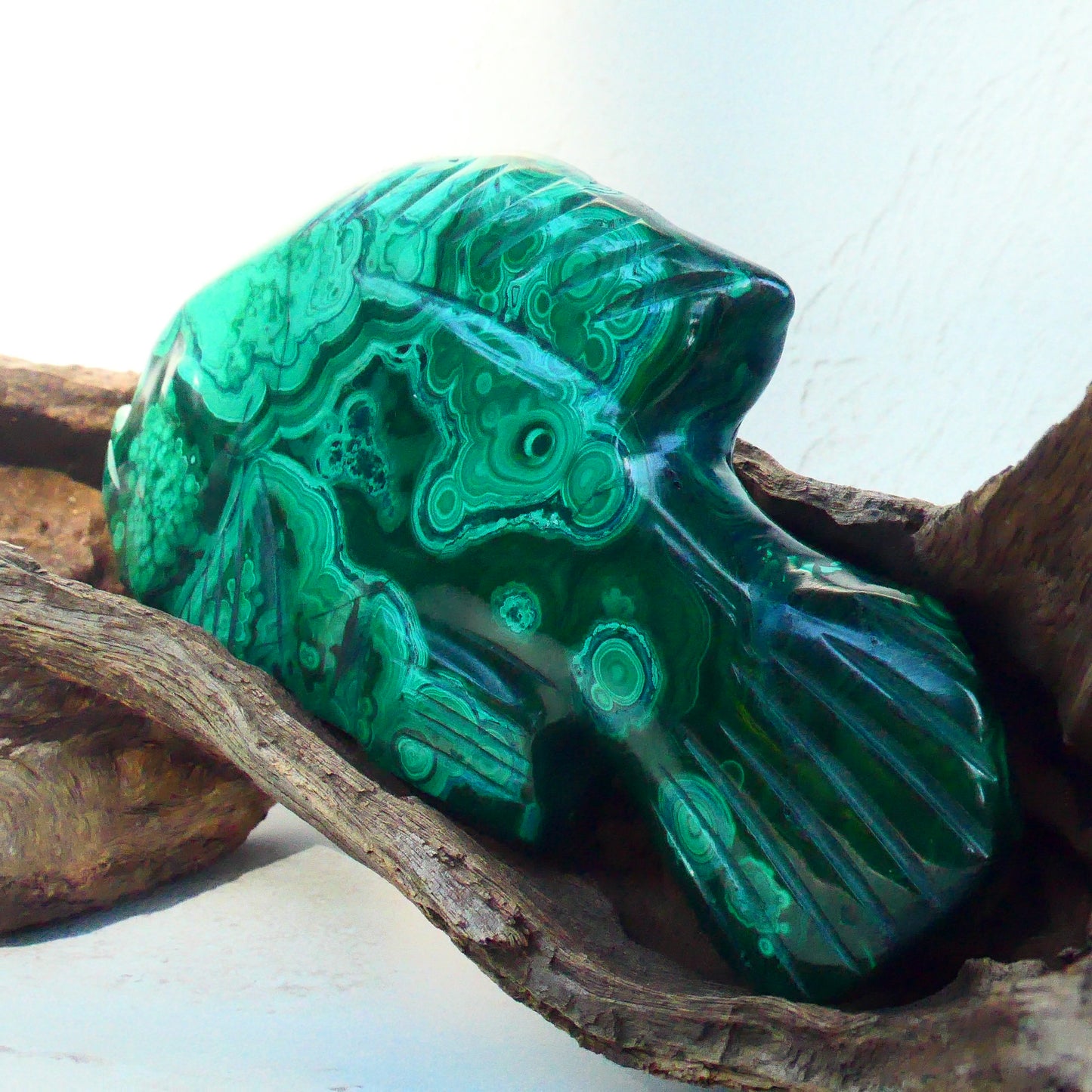 Malachite Fish