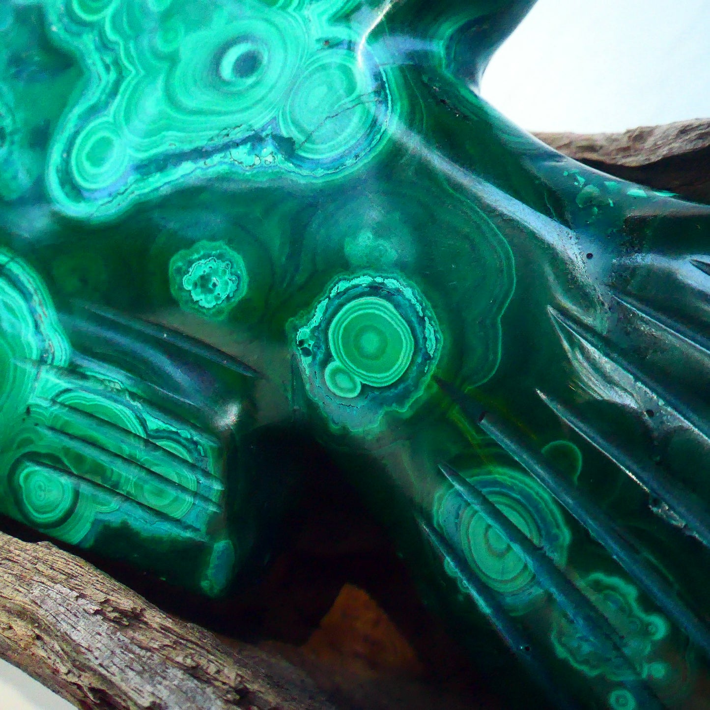 Malachite Fish
