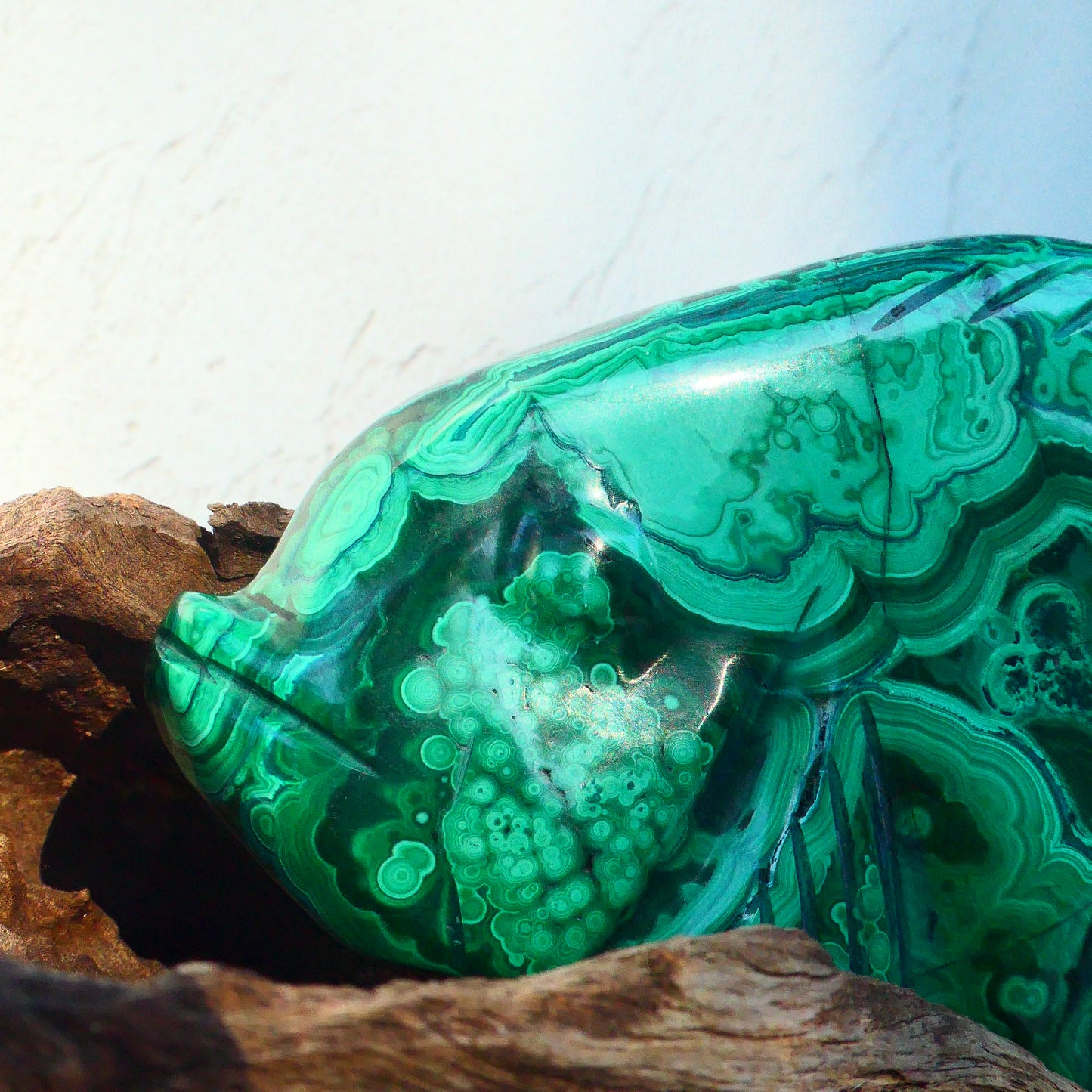 Malachite Fish