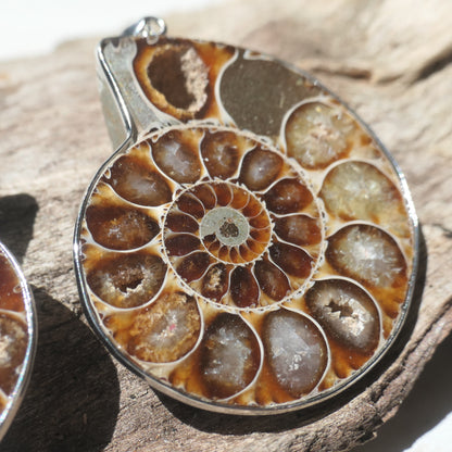 Ammonite Pendant Pair - 1