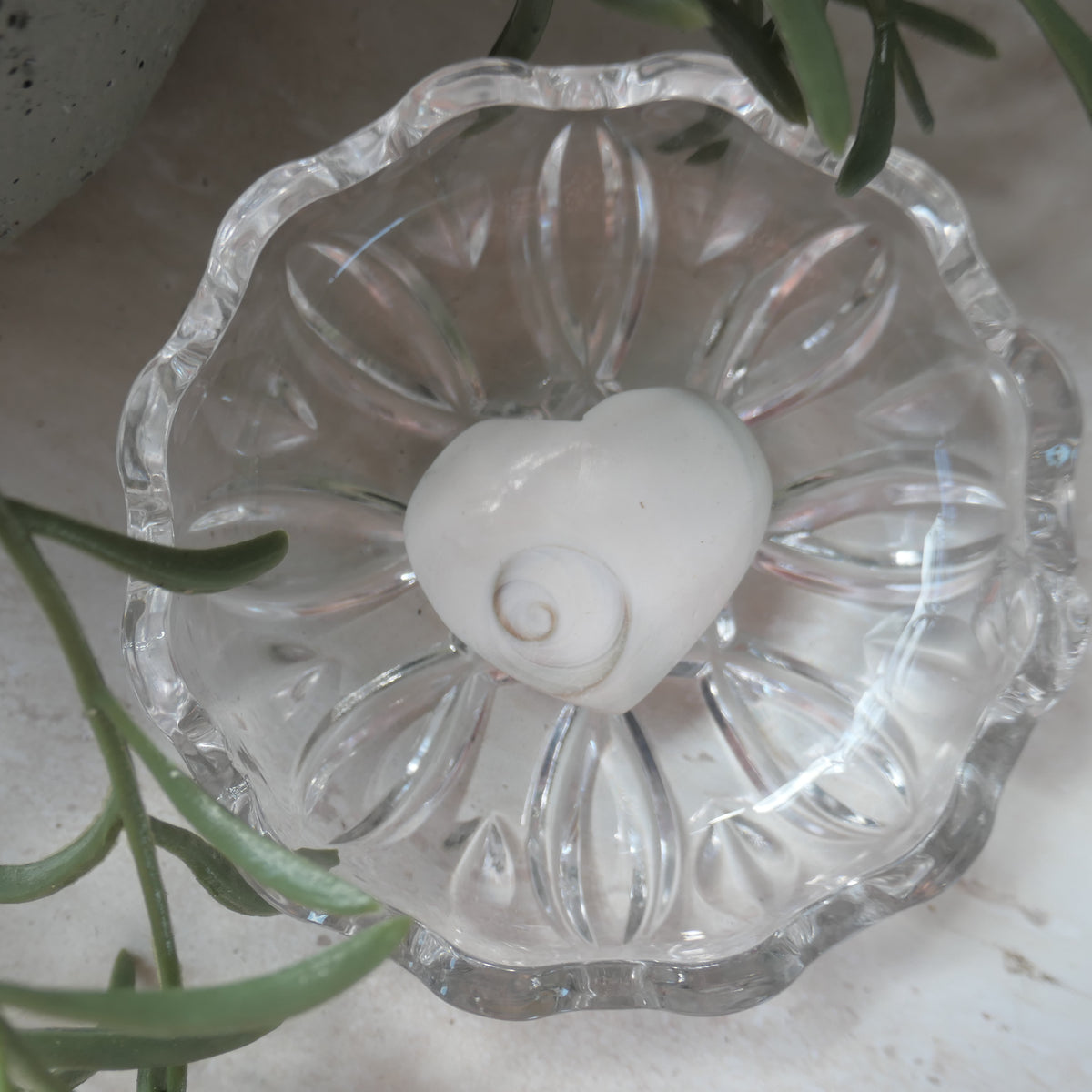 Polished heart-shaped Shiva Eye Shell