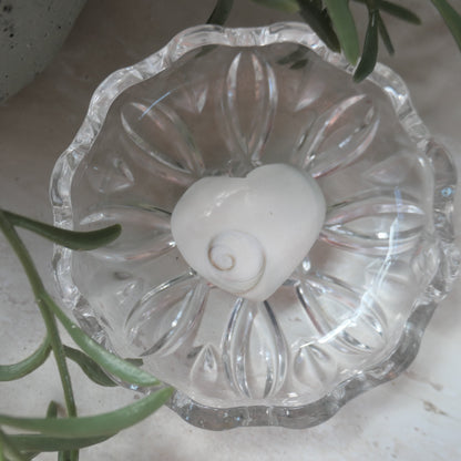 Polished heart-shaped Shiva Eye Shell