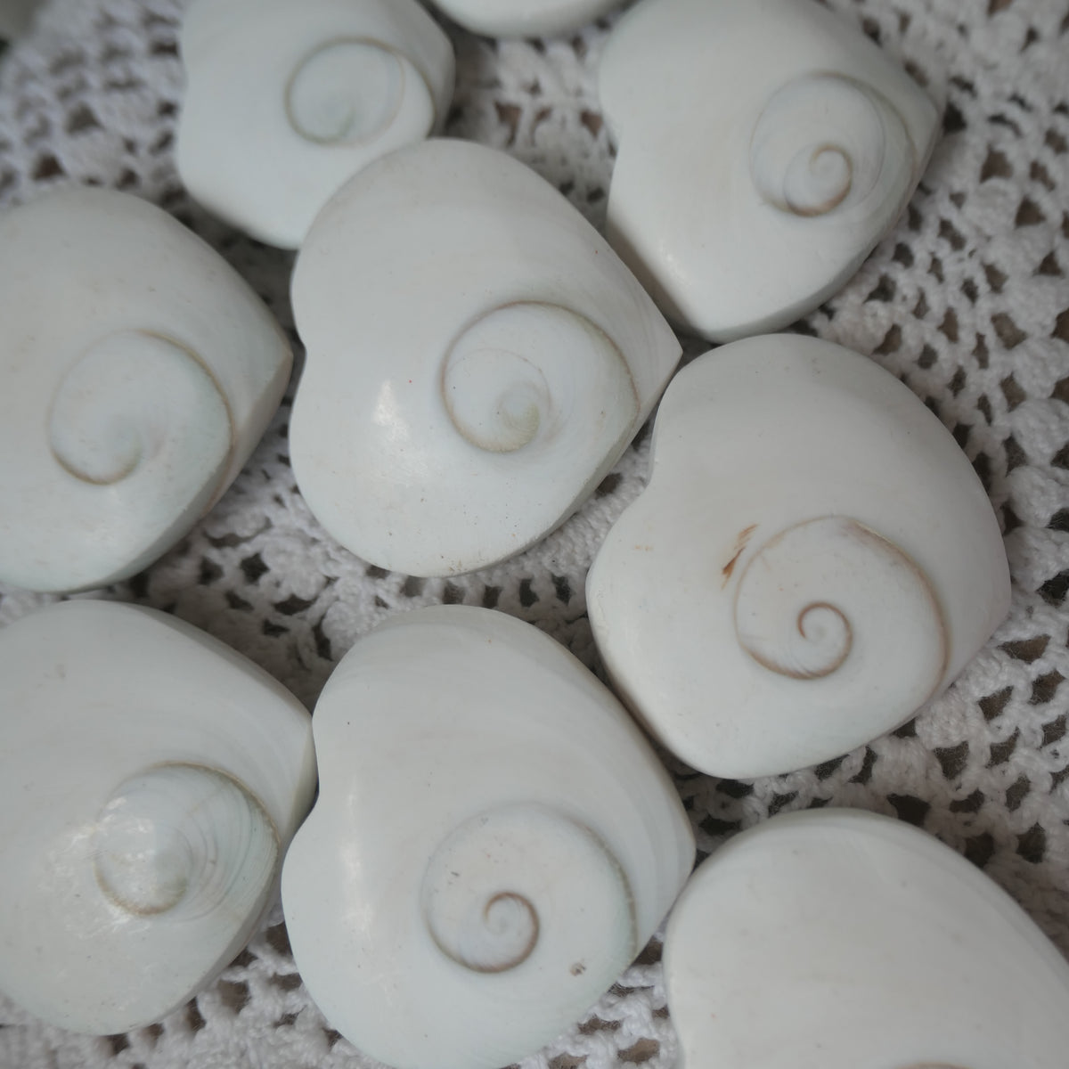 Polished heart-shaped Shiva Eye Shell