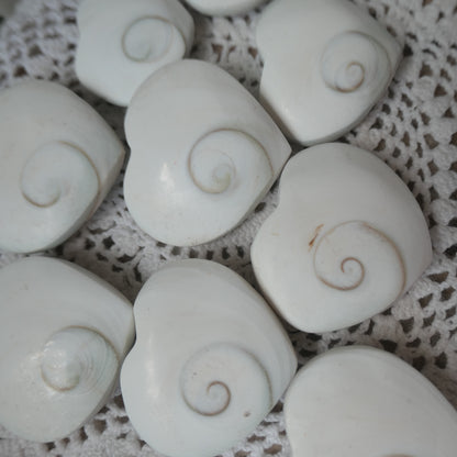 Polished heart-shaped Shiva Eye Shell