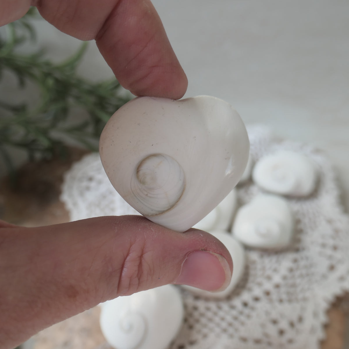 Polished heart-shaped Shiva Eye Shell