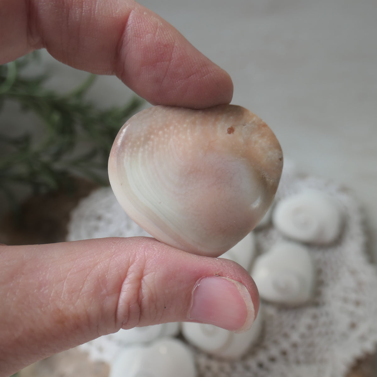Polished heart-shaped Shiva Eye Shell