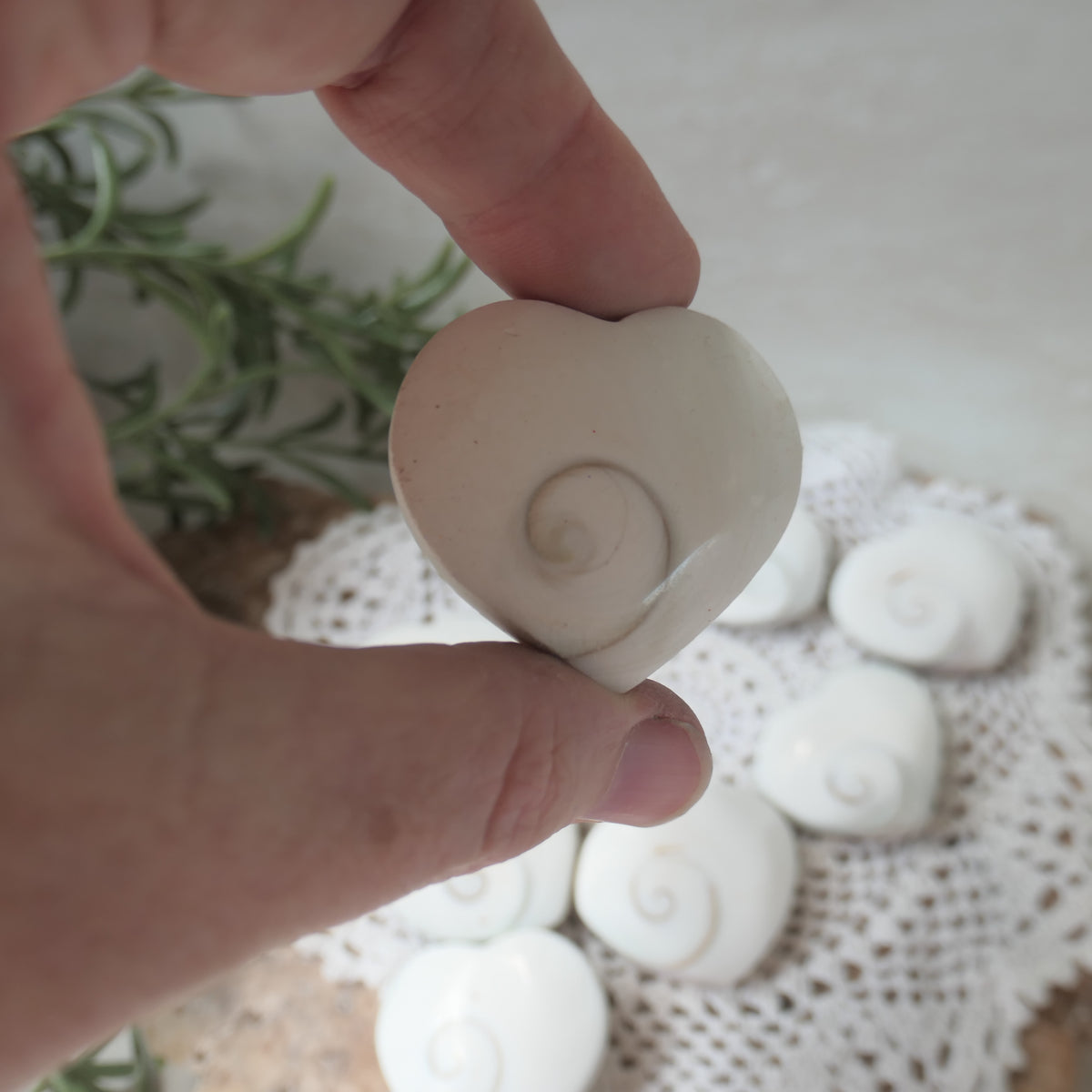 Polished heart-shaped Shiva Eye Shell