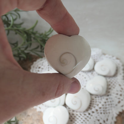 Polished heart-shaped Shiva Eye Shell
