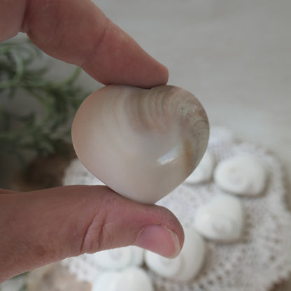 Polished heart-shaped Shiva Eye Shell