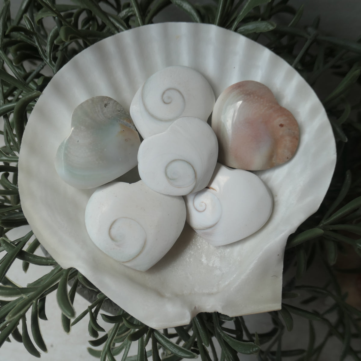 Polished heart-shaped Shiva Eye Shell