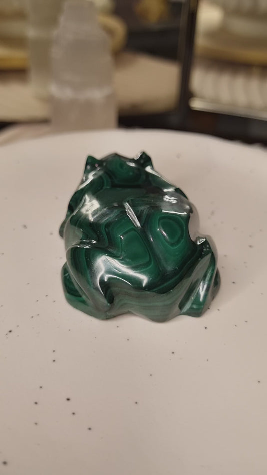 Malachite Frog