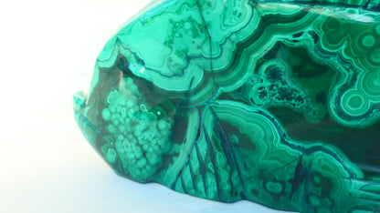 Malachite Fish
